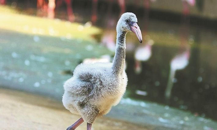 Wuhan zoo welcomes first baby flamingo