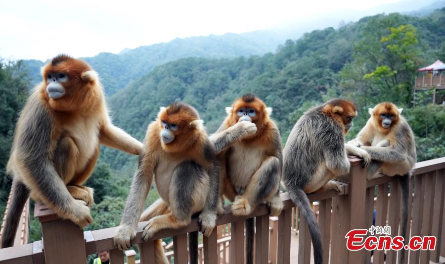 Sichuan golden snub-nosed monkeys play at Yuhe National Natural Reserve in Gansu