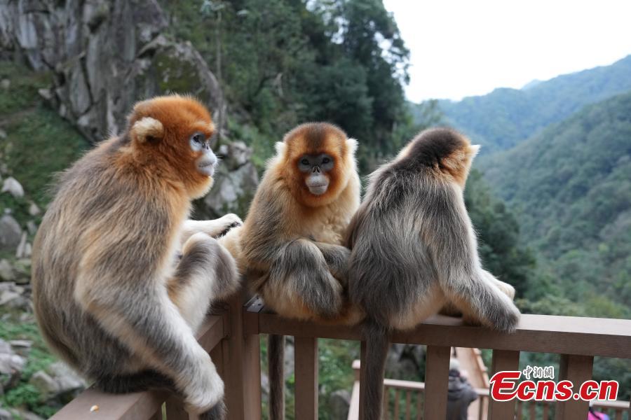 Sichuan golden snub-nosed monkeys play at Yuhe National Natural Reserve in Gansu