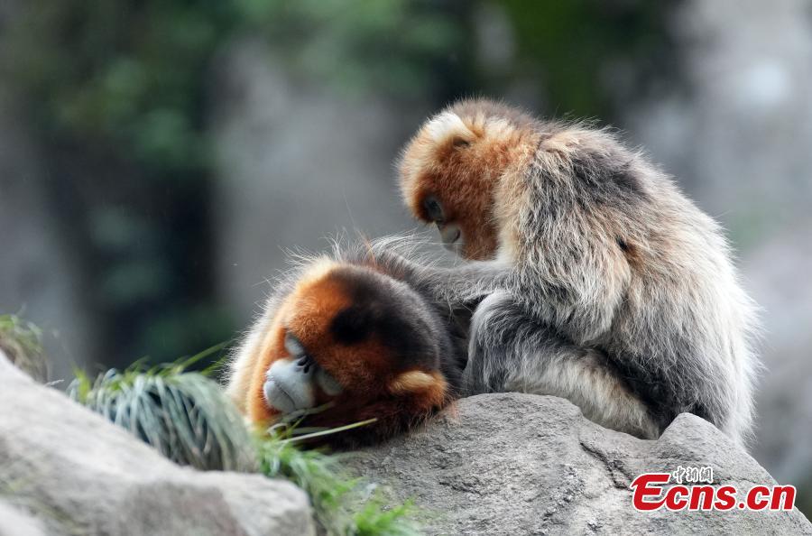 Sichuan golden snub-nosed monkeys play at Yuhe National Natural Reserve in Gansu