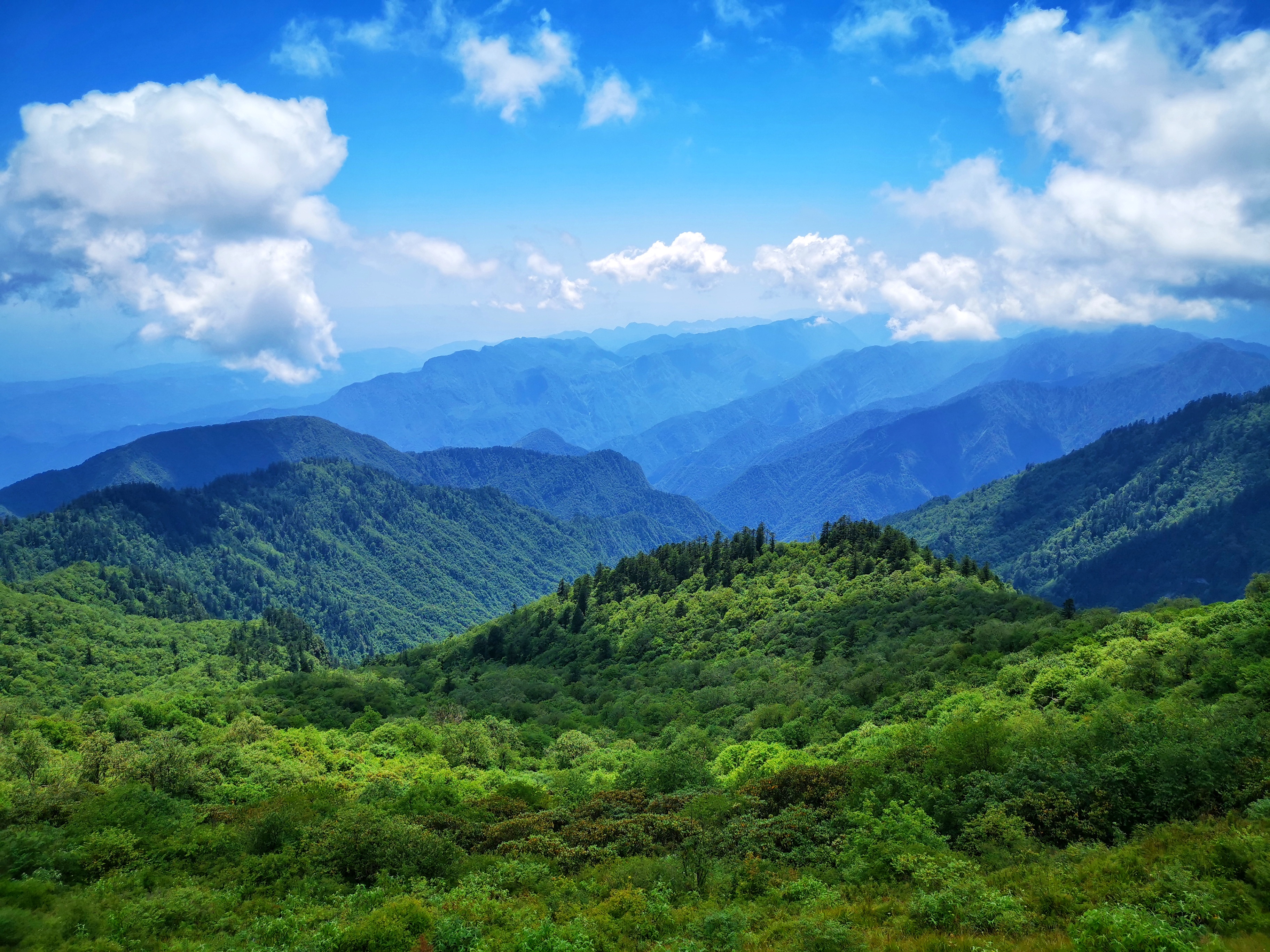 四川大熊貓棲息地：一個“活的博物館” | 手機里的中國世界遺產(chǎn)