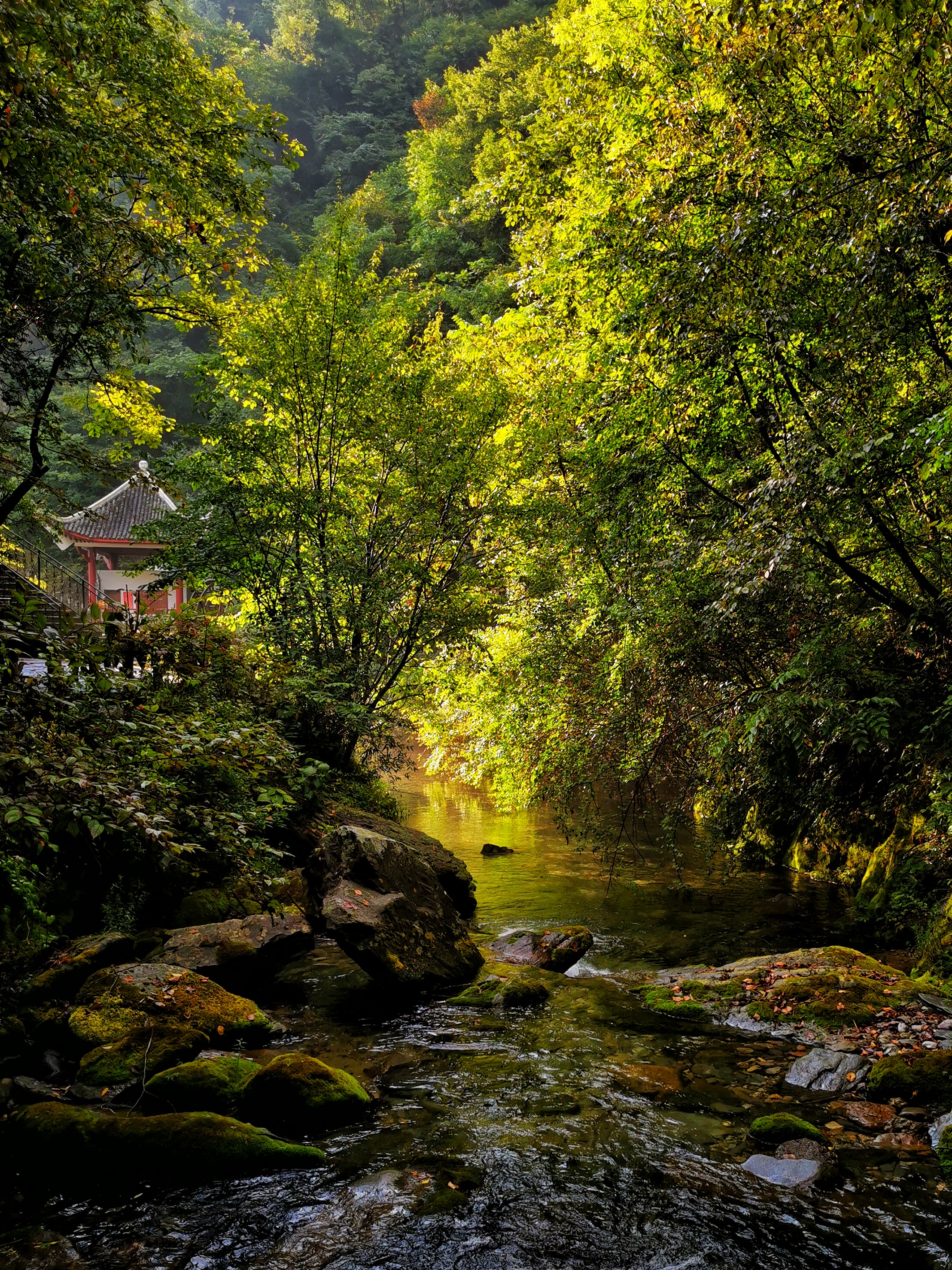 探秘生命秘境神農(nóng)架 